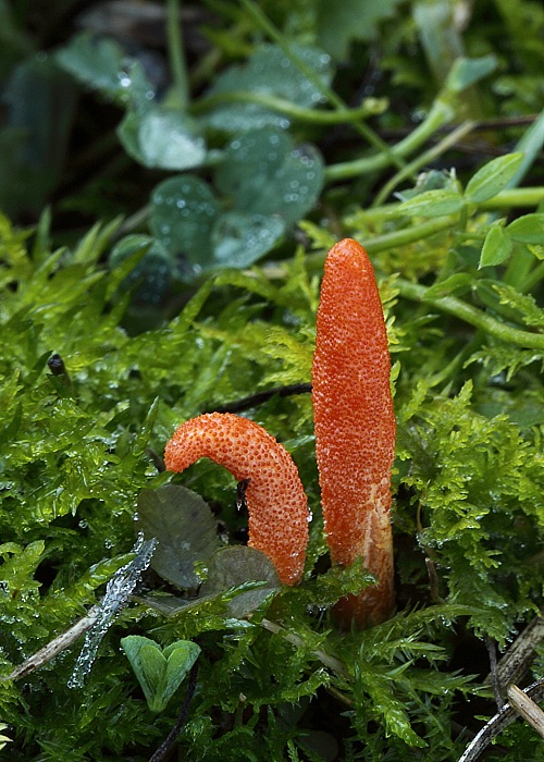 žezlovka hmyzová Cordyceps militaris (Fr.) Link