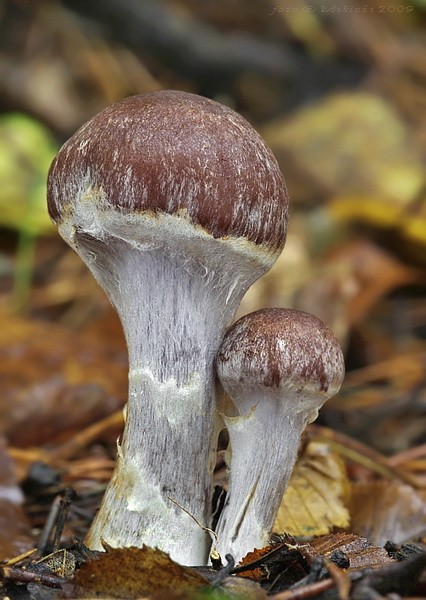 pavučinovec Cortinarius sp.