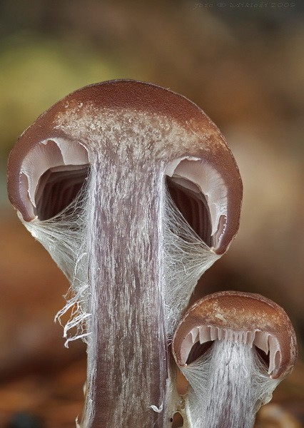 pavučinovec Cortinarius sp.