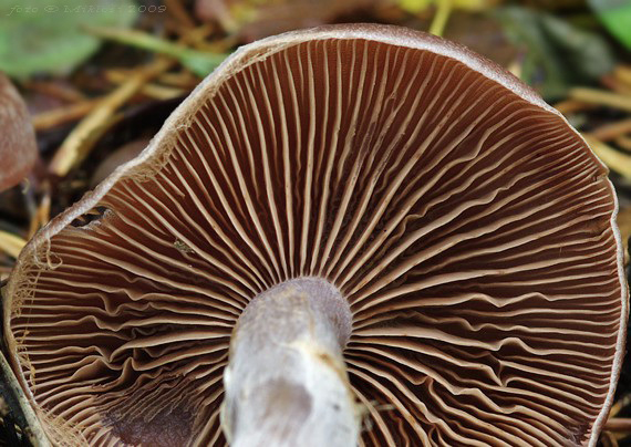 pavučinovec Cortinarius sp.