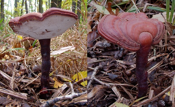 lesklokôrovka obyčajná Ganoderma lucidum (Curtis) P. Karst.