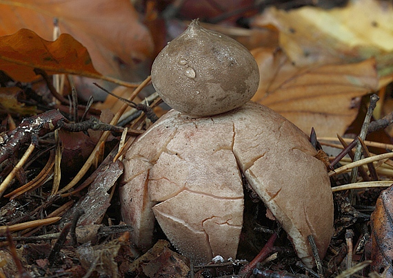 hviezdovka červenkastá Geastrum rufescens Pers.