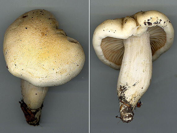 šťavnačka Hygrophorus sp.