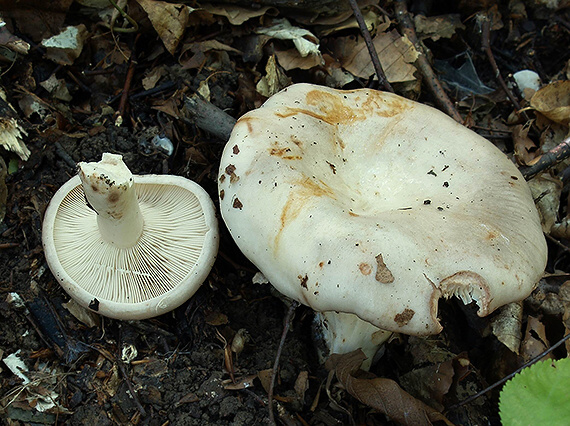 rýdzik bledý Lactarius pallidus Pers.