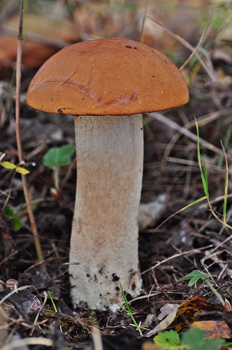 kozák osikový Leccinum albostipitatum den Bakker & Noordel.