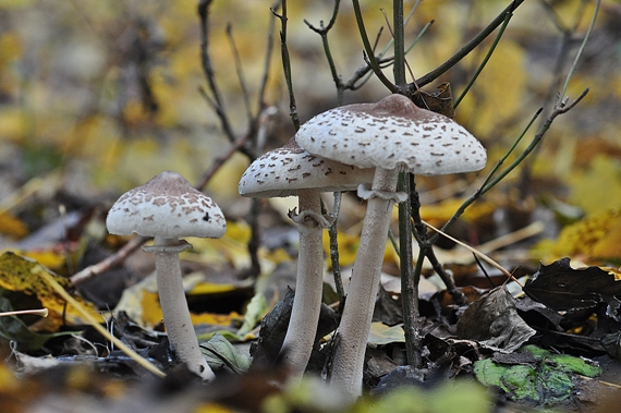 bedľa štíhla Macrolepiota mastoidea (Fr.) Singer