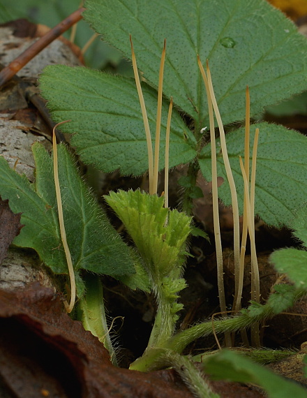 kyjovka tenká Macrotyphula juncea (Alb. & Schwein.) Berthier