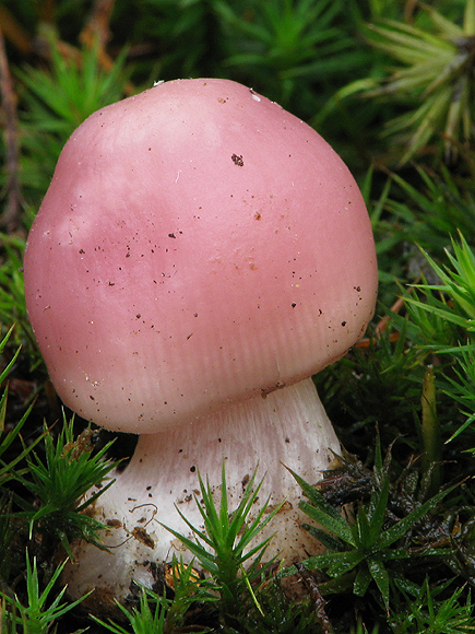 prilbička ružovkastá Mycena rosea Gramberg