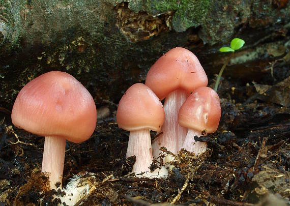 prilbička ružovkastá Mycena rosea Gramberg