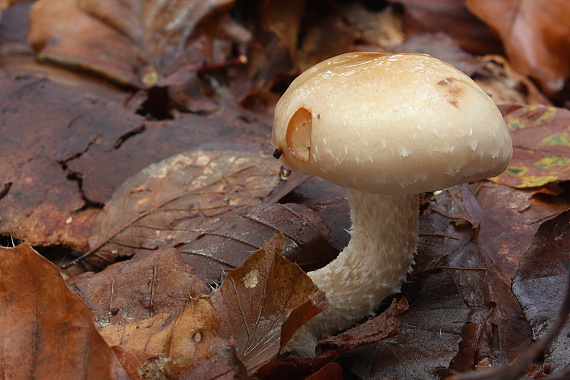 šupinovka hlinovookrová Pholiota lenta (Pers.) Singer