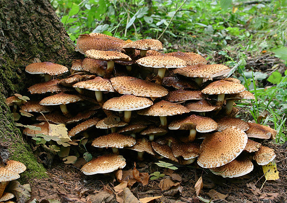 šupinovka šupinatá Pholiota squarrosa (Vahl) P. Kumm.