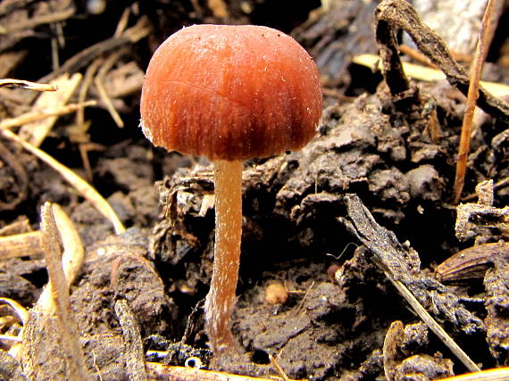 drobuľka Psathyrella sp.