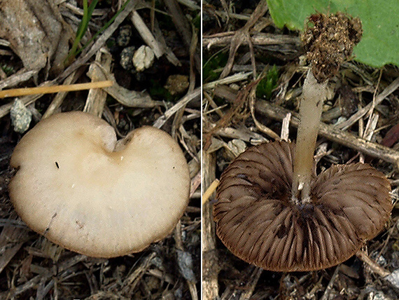 drobuľka Psathyrella sp.