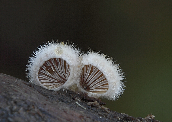 klanolupeňovka obyčajná Schizophyllum commune Fr.