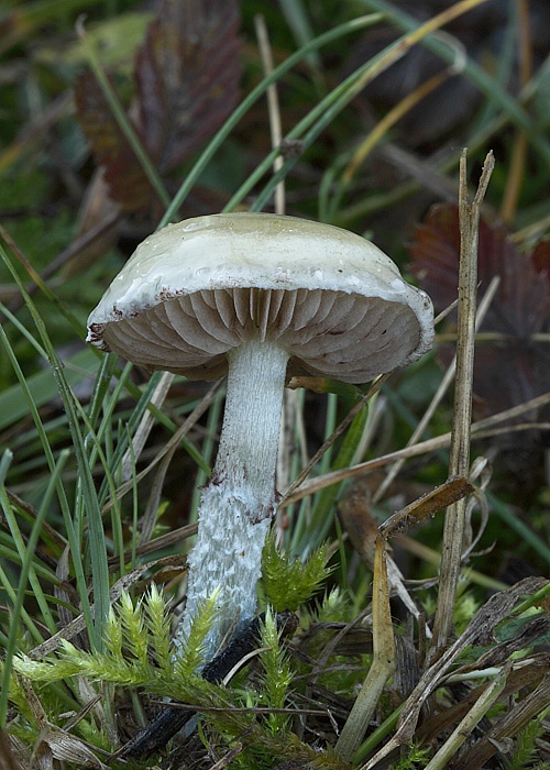 golierovka belavomodrastá Stropharia pseudocyanea (Desm.) Morgan