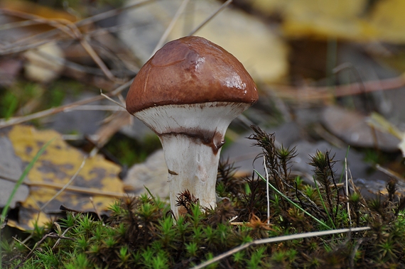 masliak obyčajný Suillus luteus (L.) Roussel