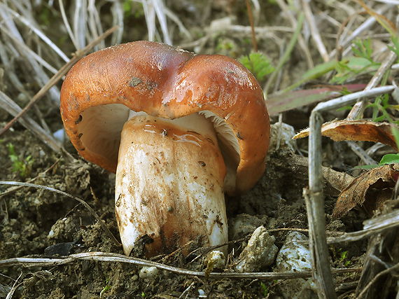 čírovka Tricholoma sp.