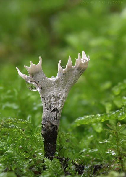 drevnatec parohatý Xylaria hypoxylon (L.) Grev.