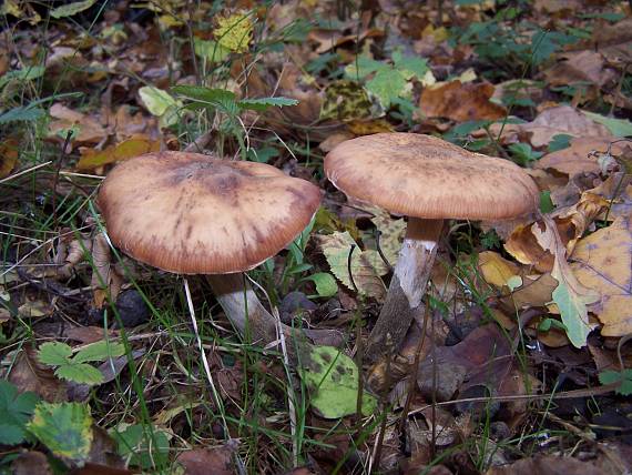 podpňovka Armillaria sp.