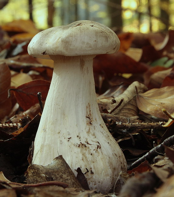 strmuľka inovaťová Clitocybe nebularis (Batsch) P. Kumm.