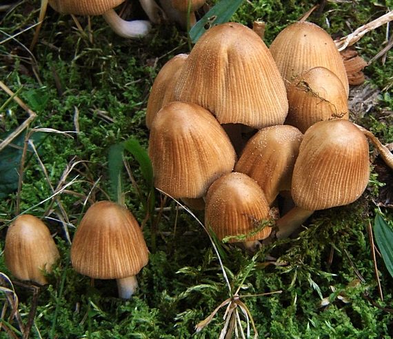 hnojník ligotavý Coprinellus micaceus (Bull.) Vilgalys, Hopple & Jacq. Johnson