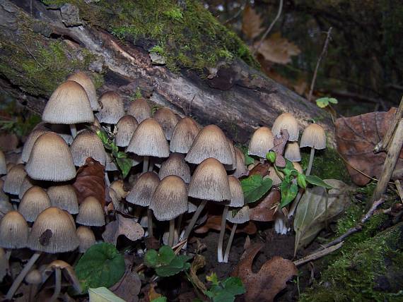 hnojník lesný Coprinus silvaticus Peck