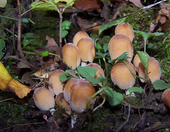 hnojník lesný  Coprinus silvaticus Peck