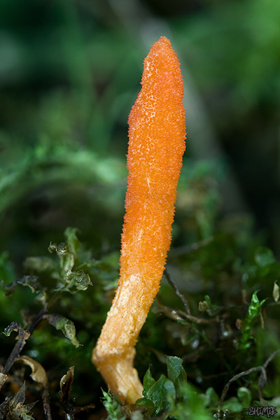 žezlovka hmyzová Cordyceps militaris (Fr.) Link