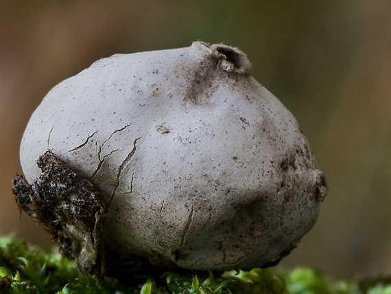 žaludík lysý  Disciseda calva (Z. Moravec) Z. Moravec