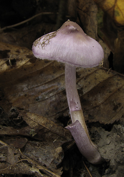 vláknica hlinovolupeňová Inocybe geophylla (Bull.) P. Kumm.