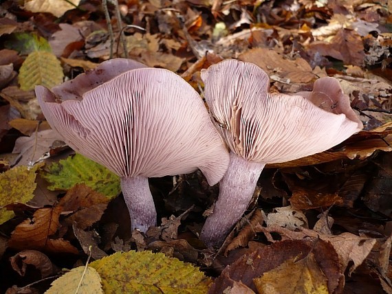 pôvabnica fialová Lepista nuda (Bull.) Cooke