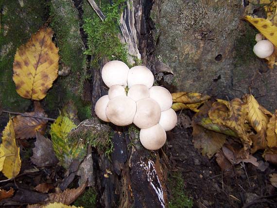 prášnica Lycoperdon sp.