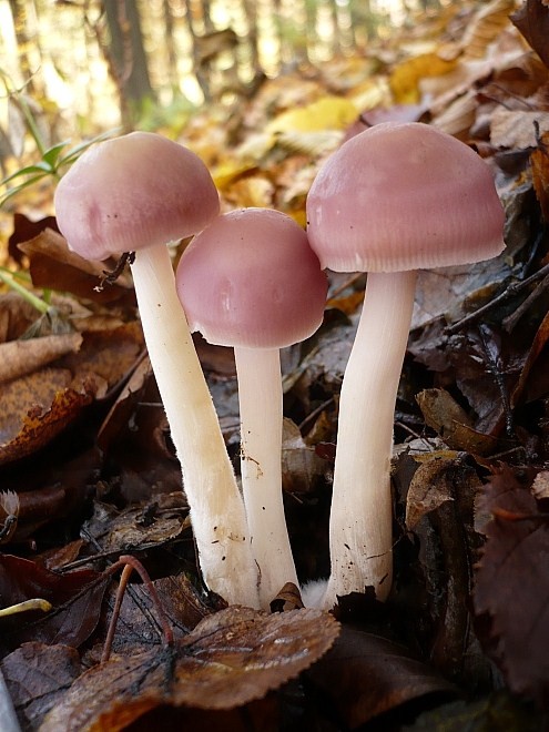 prilbička ružovkastá Mycena rosea Gramberg