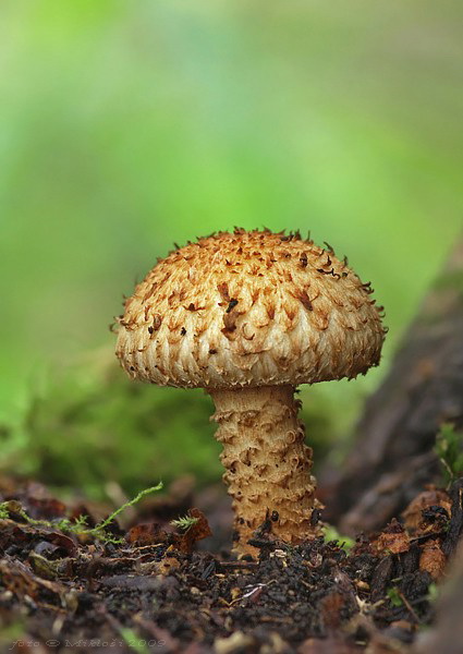 šupinovka šupinatá Pholiota squarrosa (Vahl) P. Kumm.