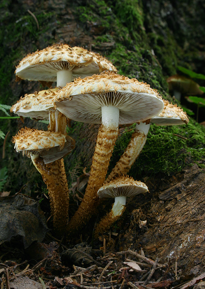 šupinovka šupinatá Pholiota squarrosa (Vahl) P. Kumm.