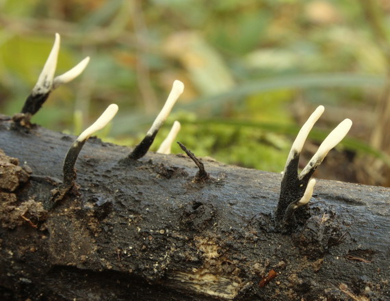 drevnatec parohatý Xylaria hypoxylon (L.) Grev.