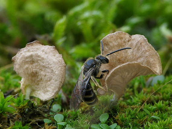 andrena sp.