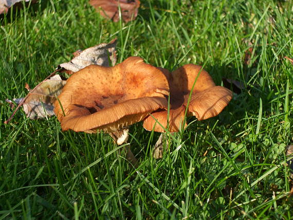 podpňovka tmavá Armillaria ostoyae (Romagn.) Herink