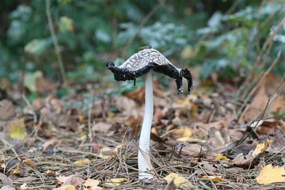 hnojník strakatý Coprinus comatus (O.F. Müll.) Pers.