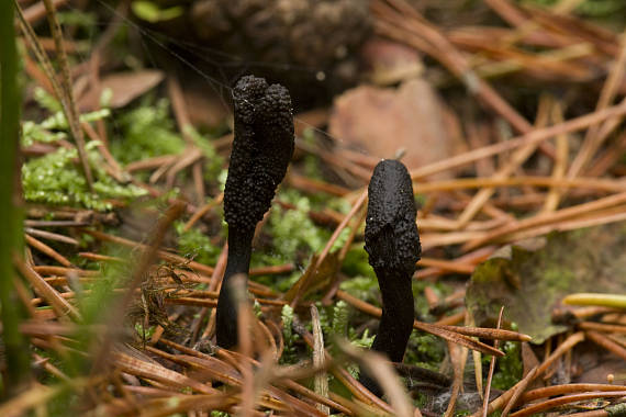 housenice cizopasná ? Cordyceps ophioglossoides? (Ehrh.) Fr.