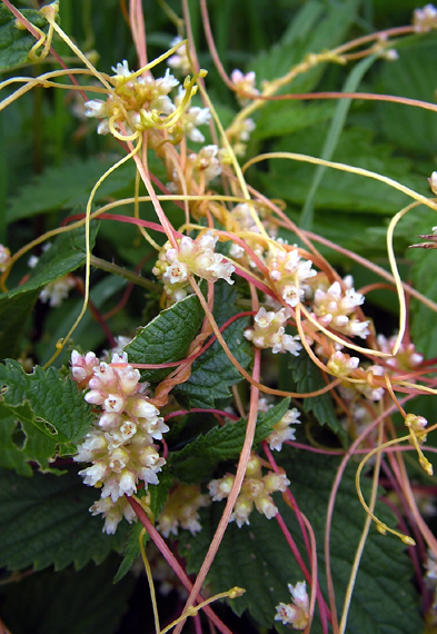 kukučina európska Cuscuta europaea L.