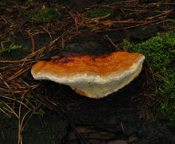 práchnovček pásikavý Fomitopsis pinicola (Sw.) P. Karst.