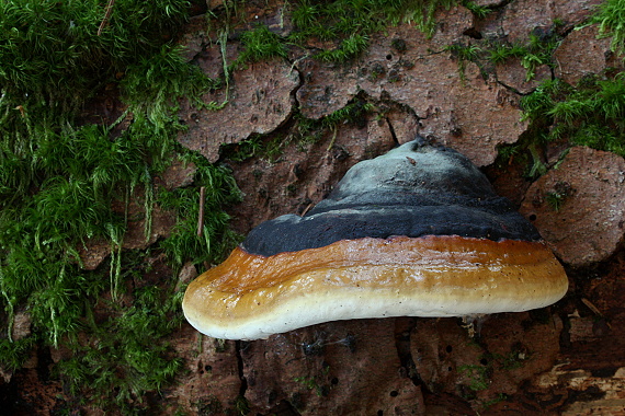 práchnovček pásikavý Fomitopsis pinicola (Sw.) P. Karst.