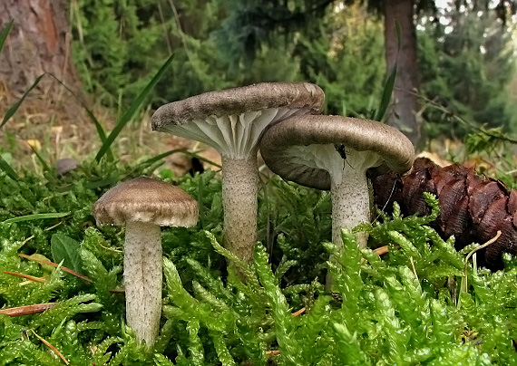 šťavnačka bodkovaná Hygrophorus pustulatus (Pers.) Fr.