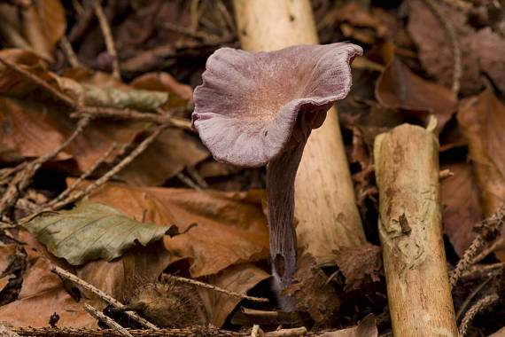 lakovka ametystová Laccaria amethystina (Huds.) Cooke