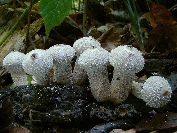 prášnica bradavičnatá Lycoperdon perlatum Pers.