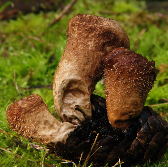 prášnica huňatá Lycoperdon umbrinum Hornem.