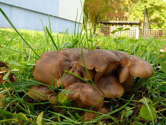 líha klubčitá - Strmulec sivohnedý Lyophyllum fumosum (Pers.) P.D. Orton