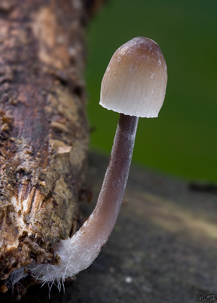 prilbička Mycena sp.