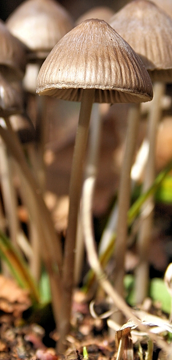 prilbička Mycena sp.